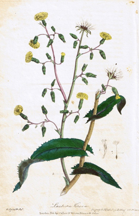 Lactuca virosa, aus einem botanischen Buch von 1828