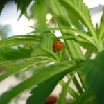 Im krisengeschüttelten Afghanistan wird wieder Cannabis angepflanzt und Haschisch produziert