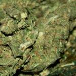 FURZTROCKEN ABER GUT: Das Trocknen von Cannabis / Gras / Marihuana
