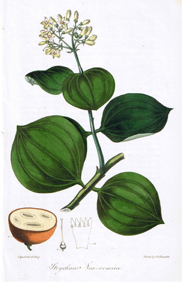 Strychnos Nux-vomica, 1828