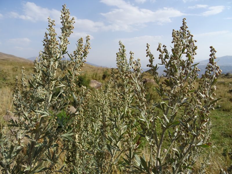 Wilder Wermut Artemisia absinthium am Selim-Pass, Armenien, September 2017