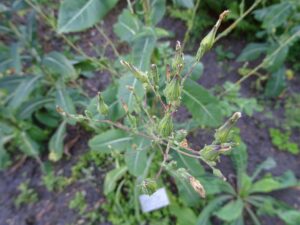Lactuca virosa bereit zur Lactucarium-Ernte