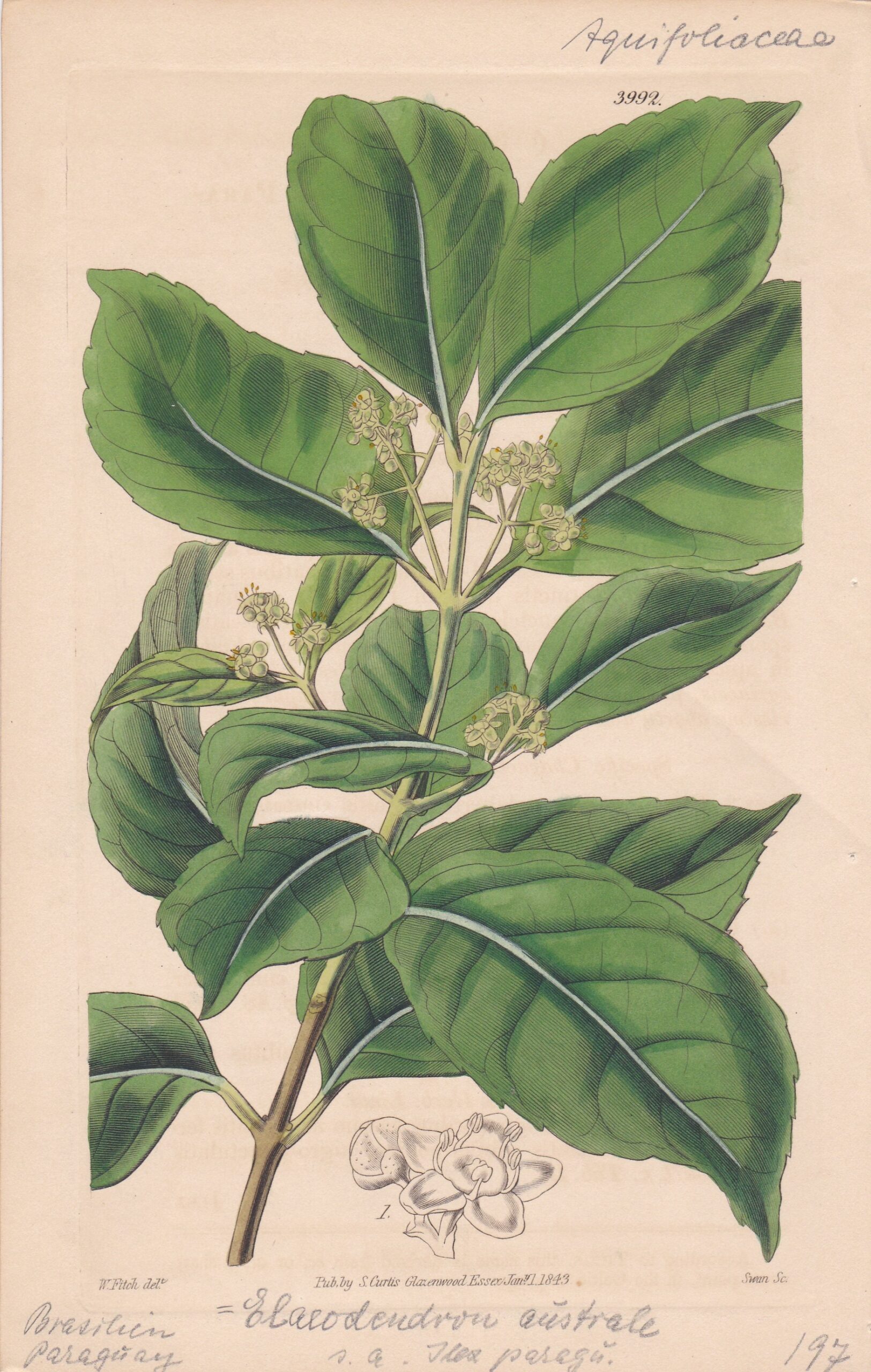 Ilex Paraguariensis, Handkolorierter Kupferstich, Botanical Magazine Nr. 3992